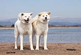 AKITA INU 163
